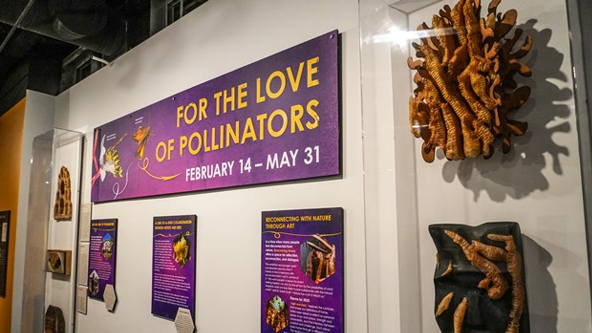 Guided Tour of For the Love of Pollinators at Dunn Museum